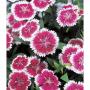 Seminte profesionale Dianthus hybrid - Garofite de gradina - imagine 49012